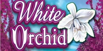 Slot Brand Image for White Orchid