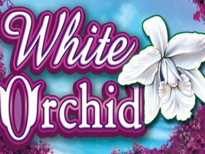 Slot Brand Image for White Orchid